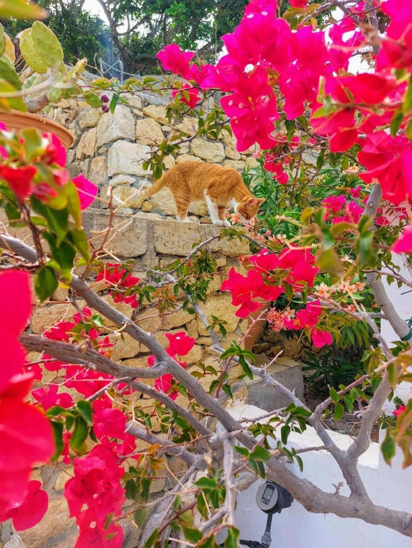 Tranquil Villa With Sea View In Ammopi Karpathos Amoopi Eksteriør billede